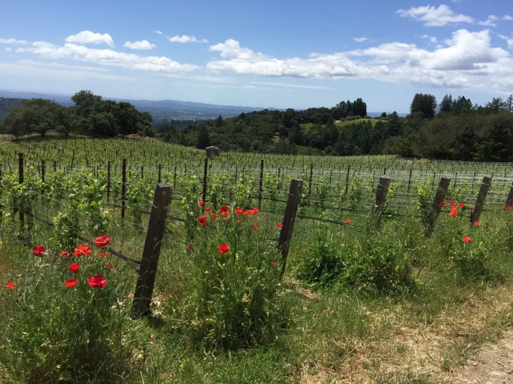 Green vines and red poppies at Barrie Estate
